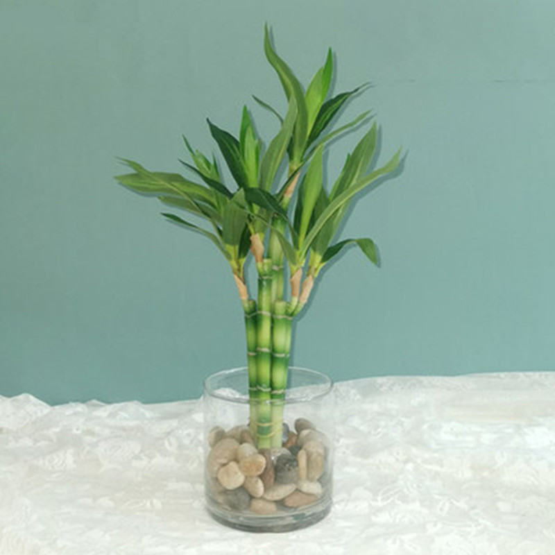 New 40cm rFtificial Lucky Bamb - Aquarium Fish Types ulasan dan harga