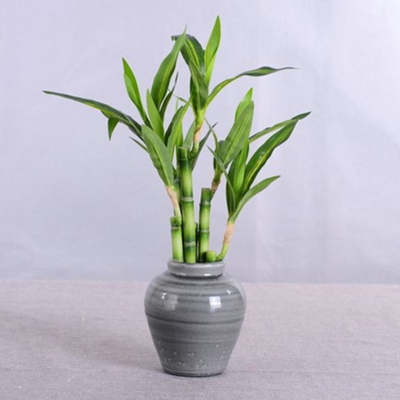 New 40cm rFtificial Lucky Bamb - Aquarium Fish Types ulasan dan harga