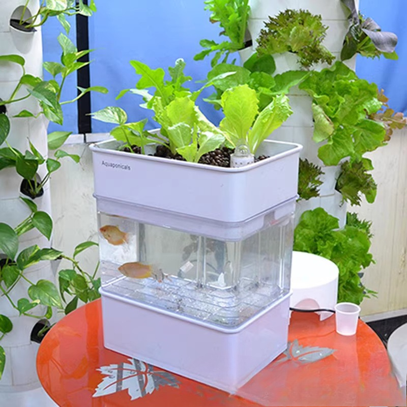 Export fish tank aquarium smal - Aquarium Fish Exporter ulasan dan harga