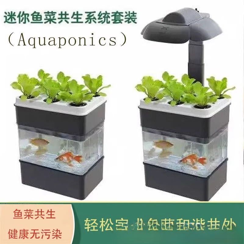Export fish tank aquarium smal - Aquarium Fish Exporter ulasan dan harga