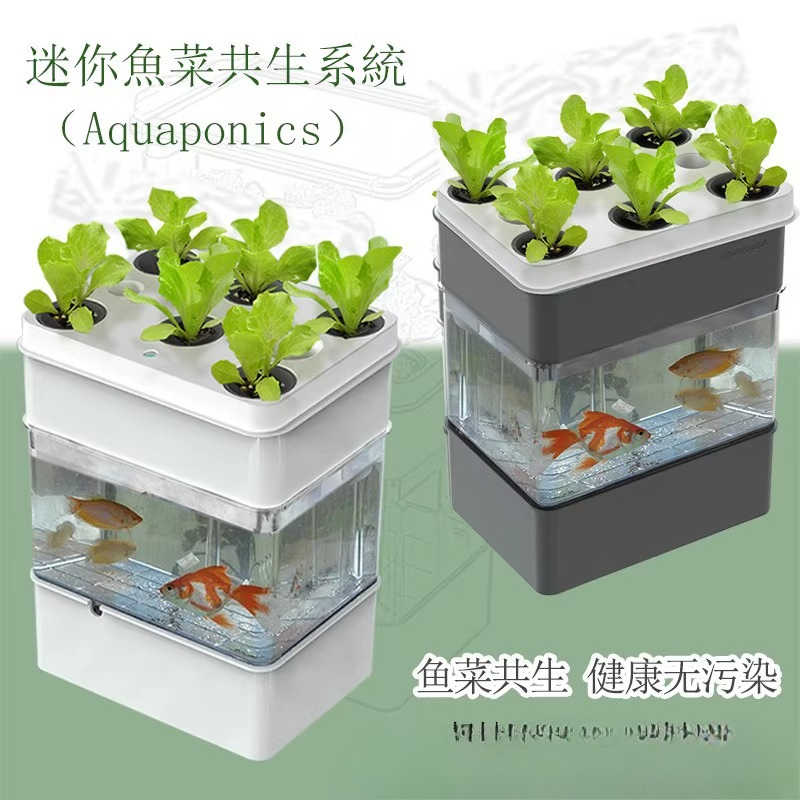 Export fish tank aquarium smal - Aquarium Fish Exporter ulasan dan harga