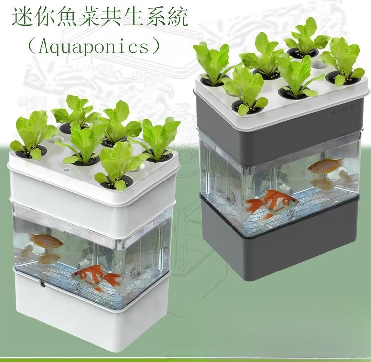 Export fish tank aquarium smal - Aquarium Fish Exporter ulasan dan harga