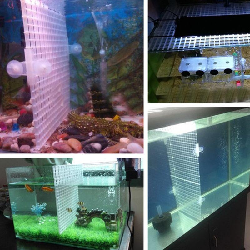 Aquarium Bottom Plate Fish for - Aquarium Fish For Sale ulasan dan harga