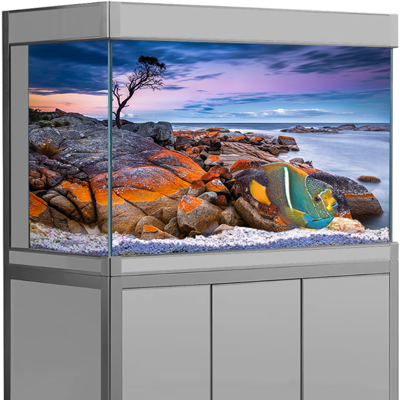 Aquarium Background Sticker St - Aquarium Fish Poster ulasan dan harga