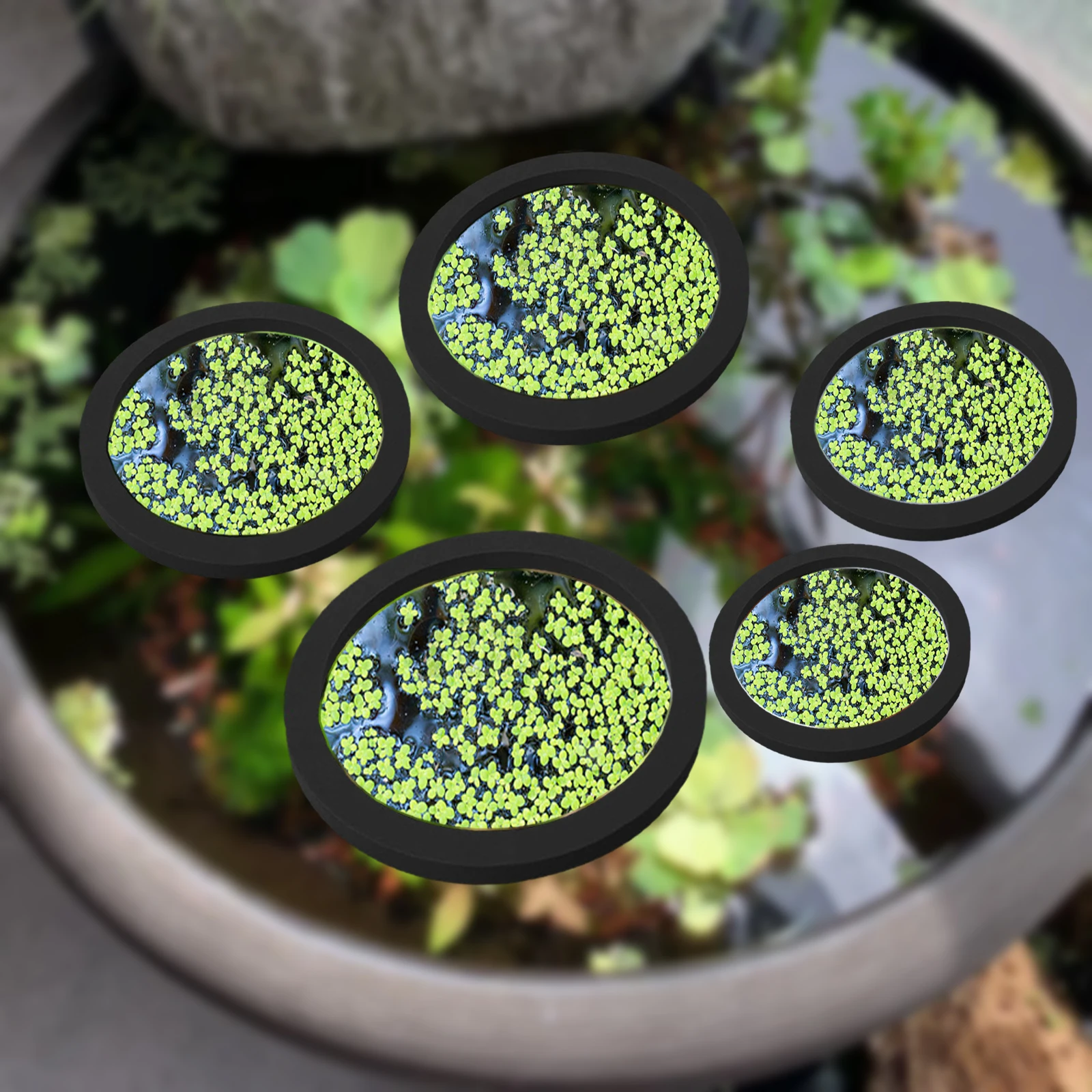 5Pcs EVA Fish Feeding Ring Aqu - Fish Aquarium Home ulasan dan harga